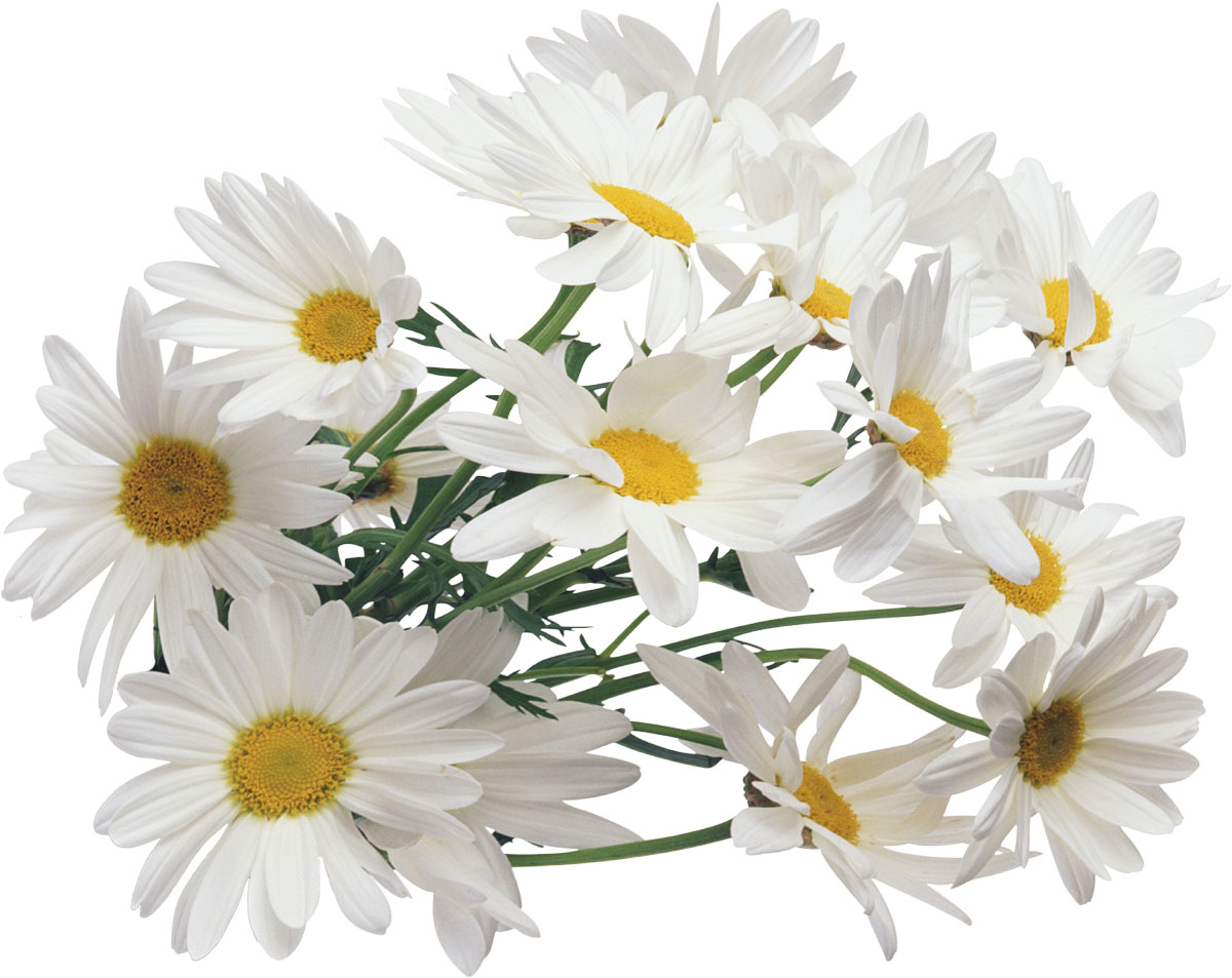 花・葉の写真画像-デイジー・花束