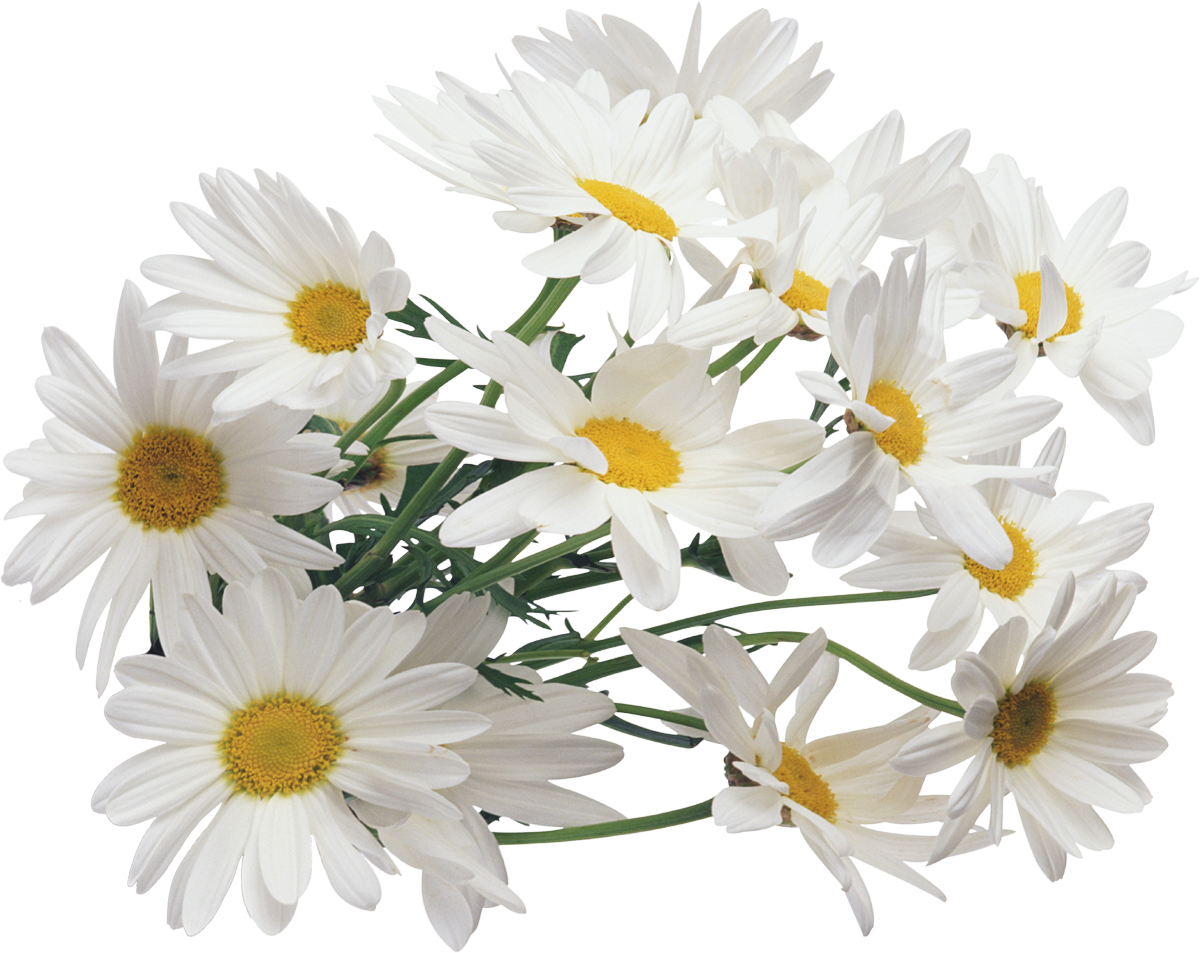 白い花の写真 フリー素材 No 570 デイジー 花束