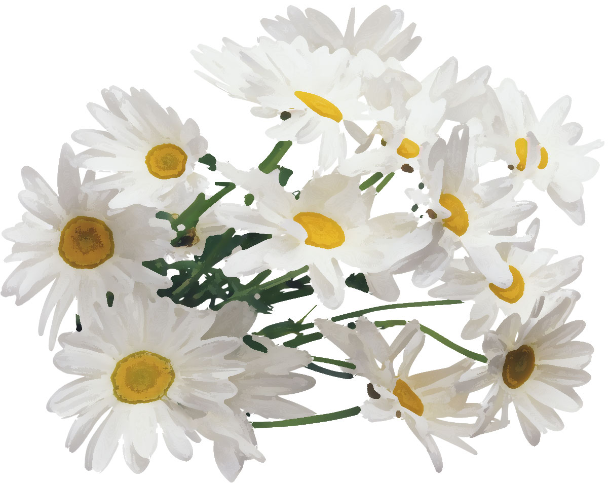 白い花のイラスト フリー素材 No 198 デイジー 花束