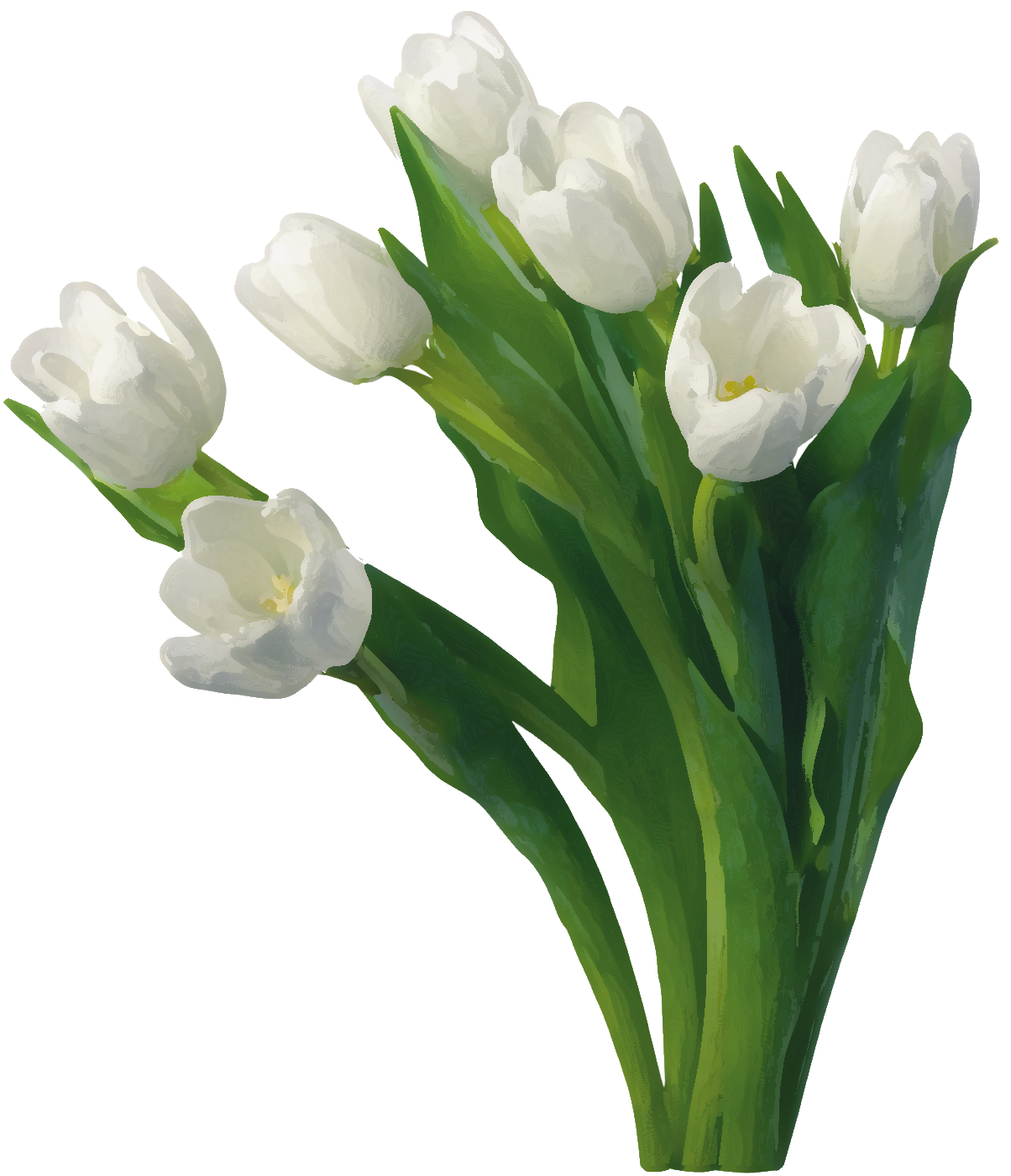 白い花のイラスト フリー素材 No 142 チューリップ 白