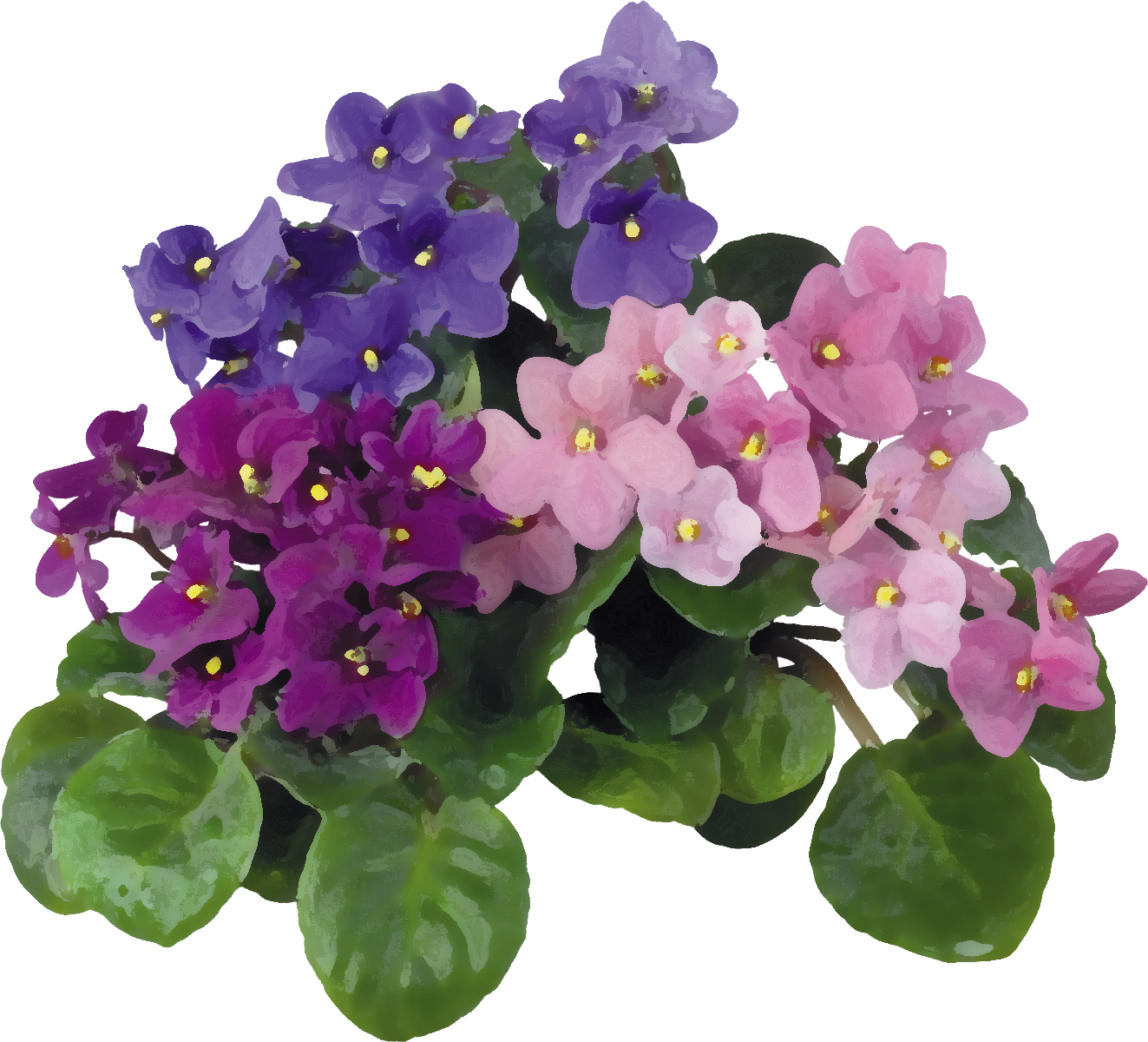花のイラスト フリー素材 花束no 186 スミレ 青紫ピンク