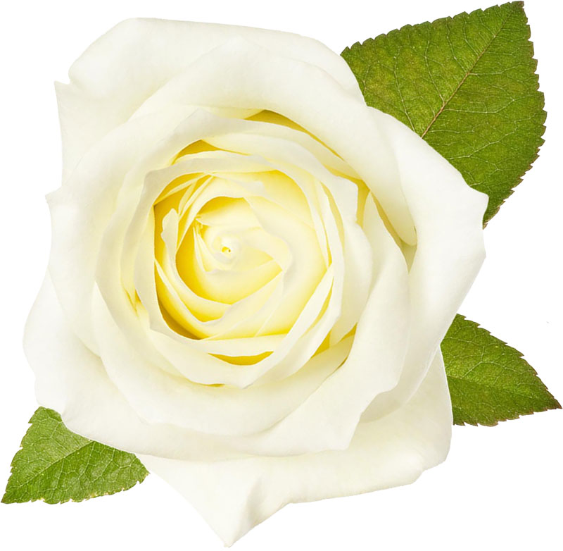 白い花の写真 フリー素材 No 478 白バラ 葉