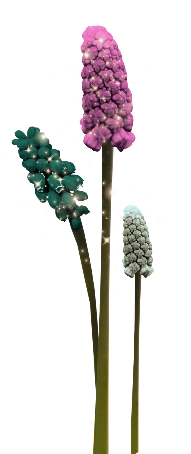 花・葉の写真画像-ムスカリ・紫緑白