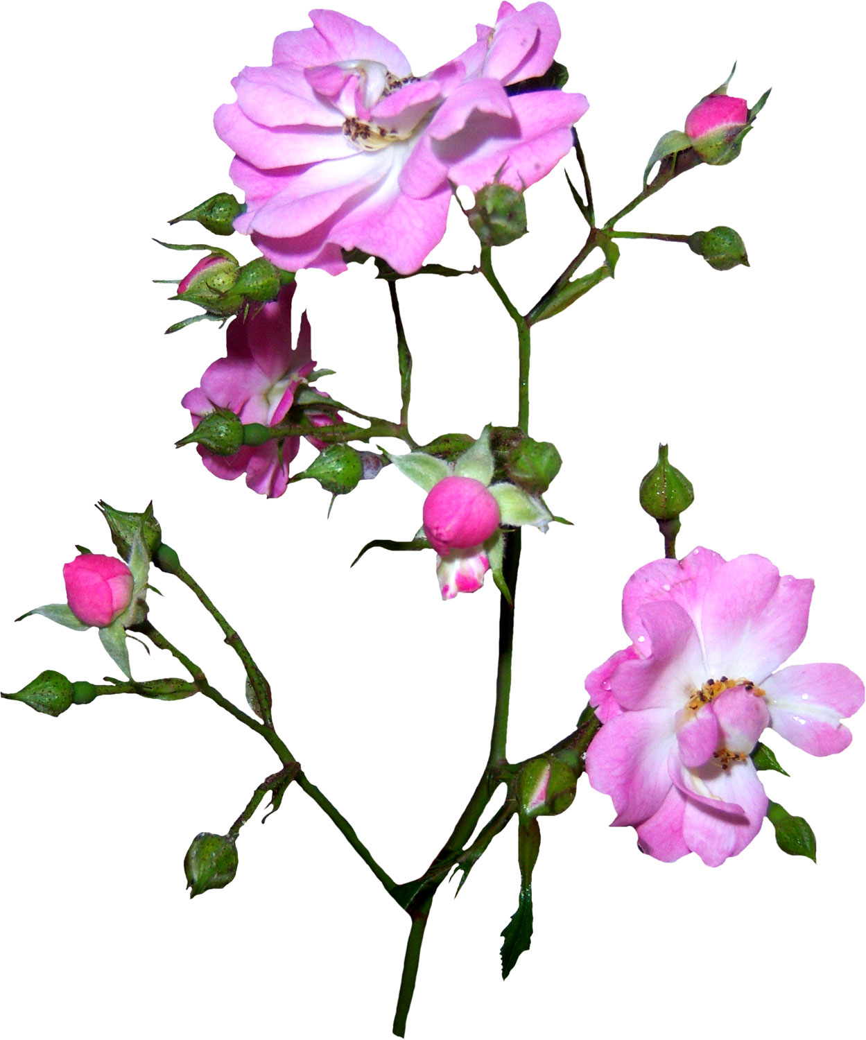 花・葉の写真画像-薄紫・枝葉・つぼみ