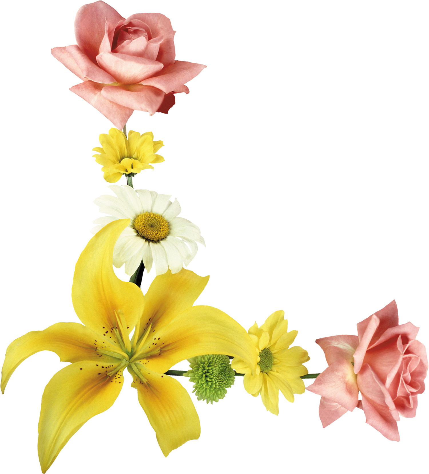 百合 ゆり の花の写真 画像 フリー素材 No 330 ゆり バラ 白黄ピンク