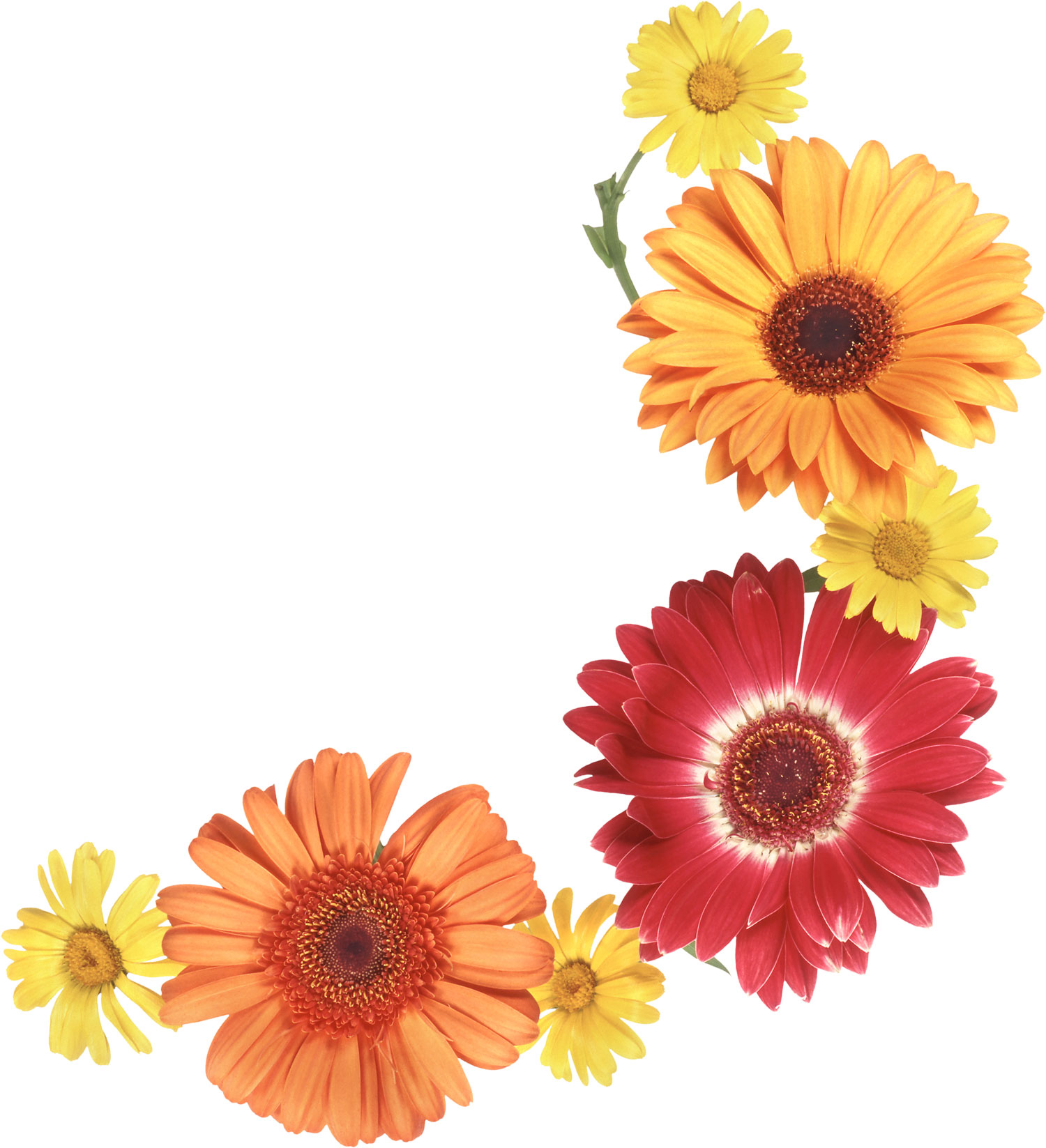 花や葉の写真 画像 フリー素材 No 474 ガーベラ 赤黄オレンジ