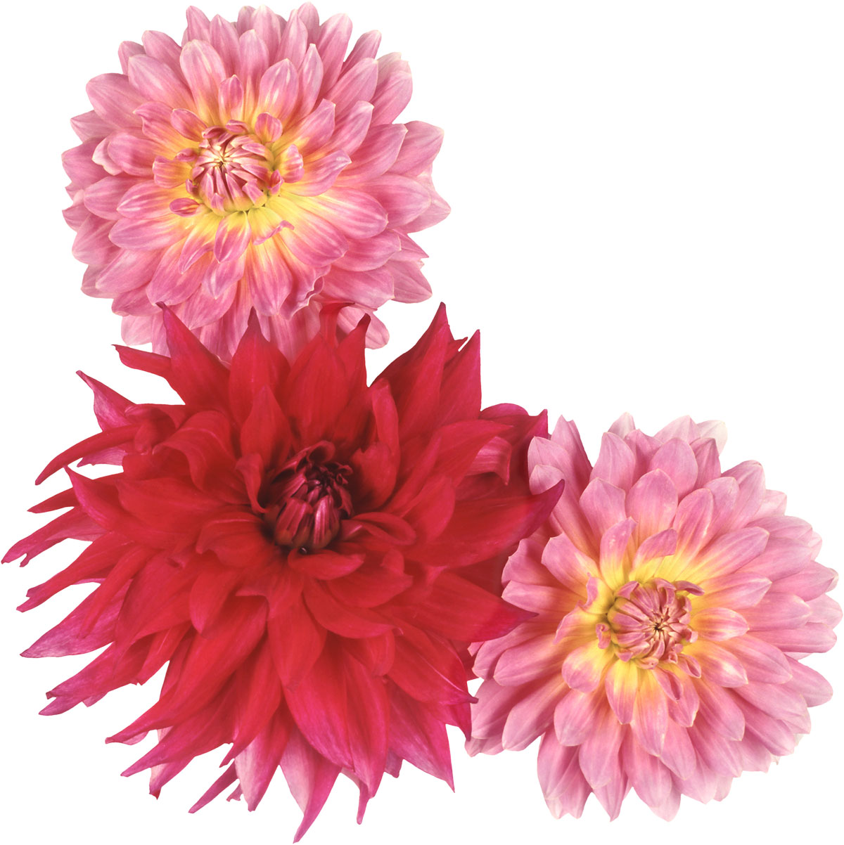 花や葉の写真 画像 フリー素材 No 478 ダリア 赤 ピンク