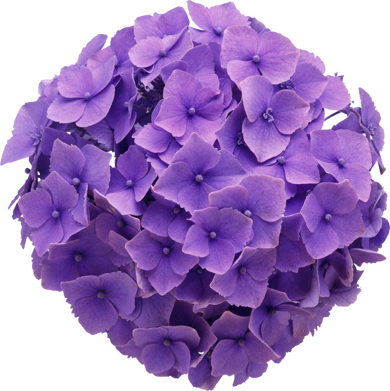 紫色の花の写真 フリー素材 No 647 あじさい 青