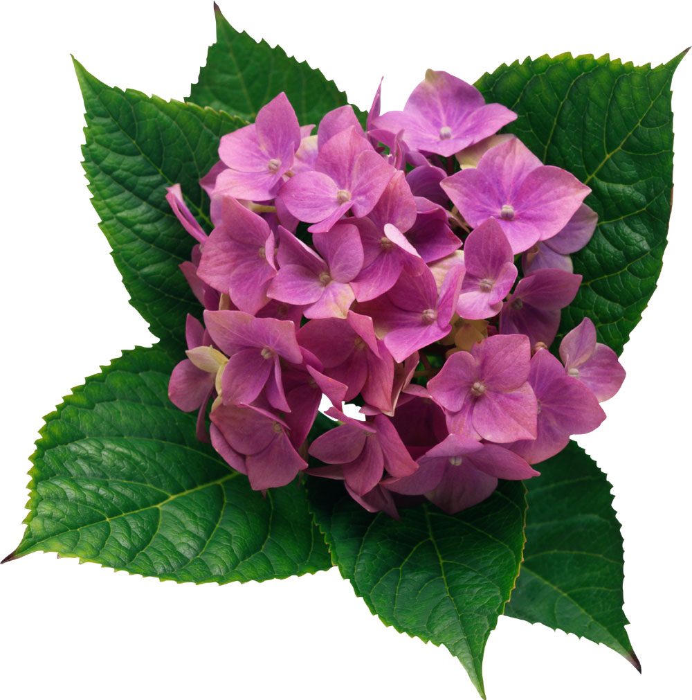 花や葉の写真 画像 フリー素材 No 360 あじさい 紫 緑葉