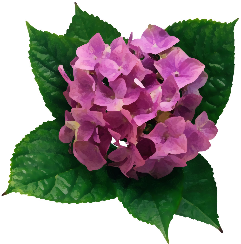 リアルタッチな花のイラスト フリー素材 No 495 あじさい 紫 緑葉