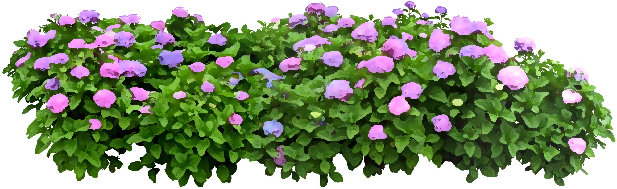花のライン線イラスト-あじさい・青紫・緑葉
