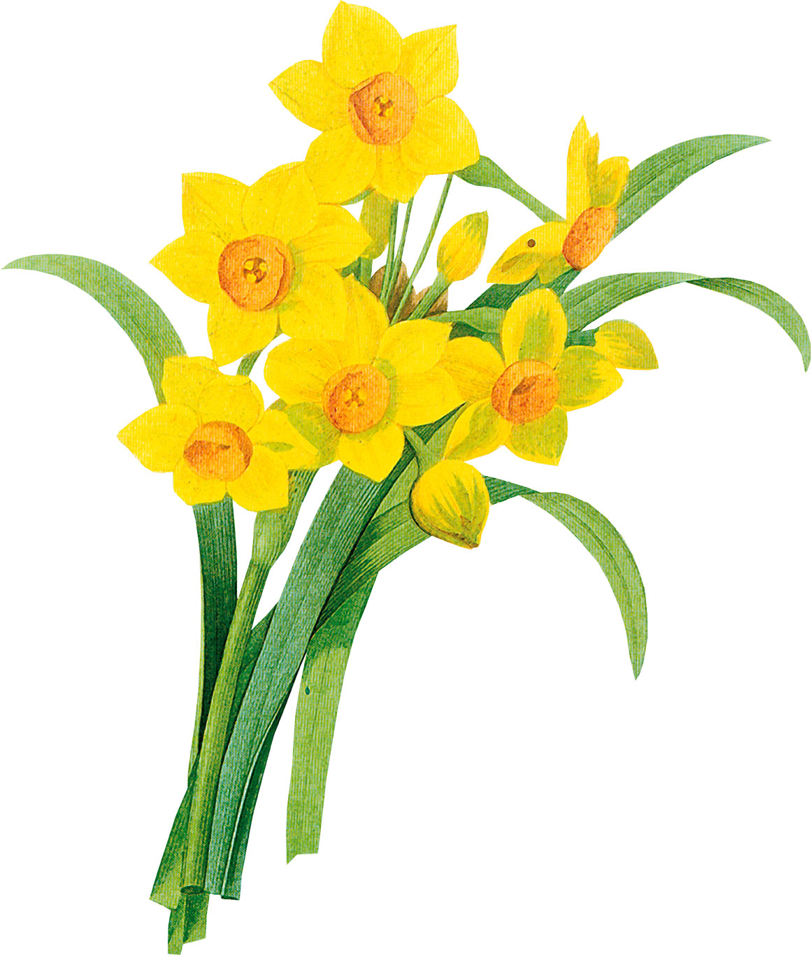 黄色の花の写真 フリー素材 No 439 水仙 黄 葉