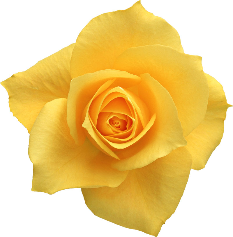 バラの写真 画像 フリー素材 No 809 黄色のバラ