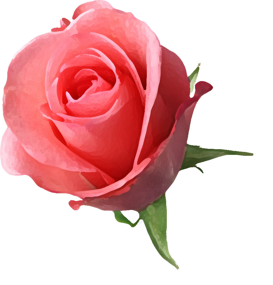 ピンクの花のイラスト フリー素材 No 075 ピンクのバラ 葉