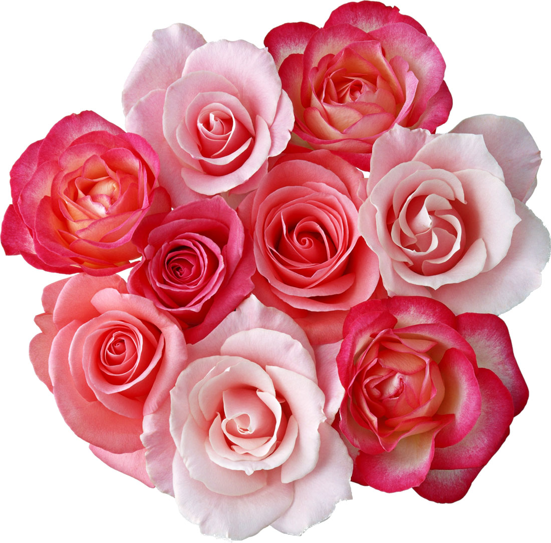 花や葉の写真 画像 フリー素材 No 011 バラ 赤白ピンク