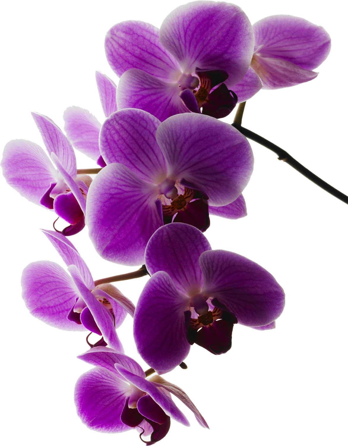 花・葉の写真画像-胡蝶蘭・紫