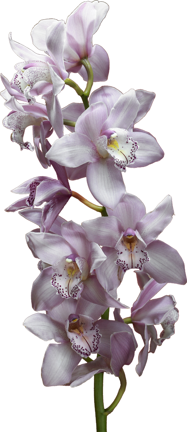 白い花の写真 フリー素材 No 536 ローズマリー 紫
