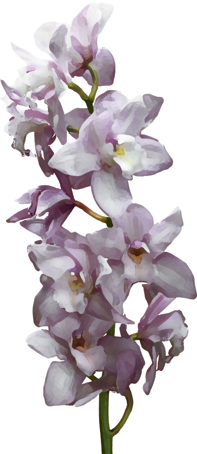 リアルタッチな花のイラスト フリー素材 No 516 ローズマリー 紫