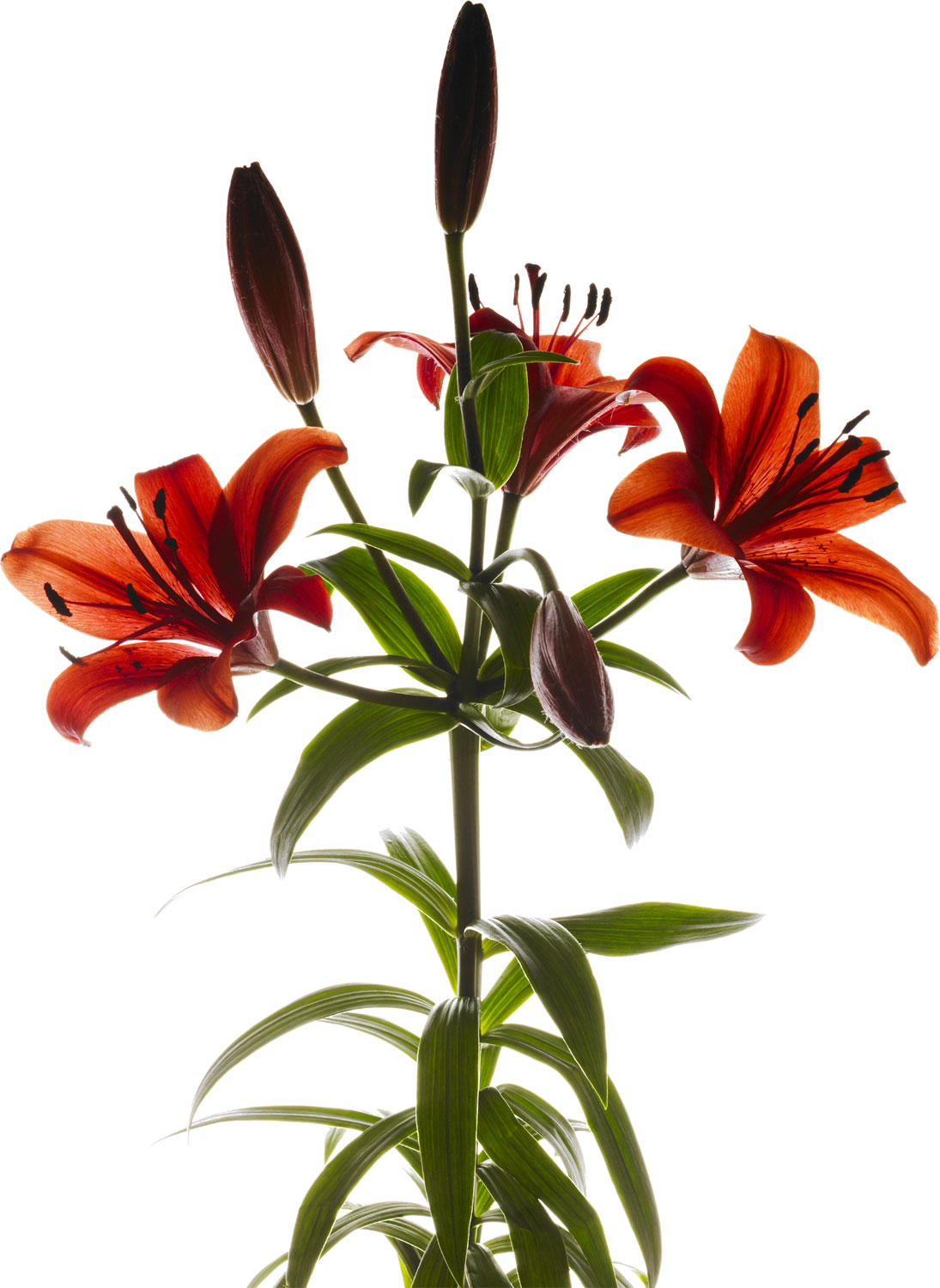 百合 ゆり の花の写真 画像 フリー素材 No 294 ユリ 赤 つぼみ 葉