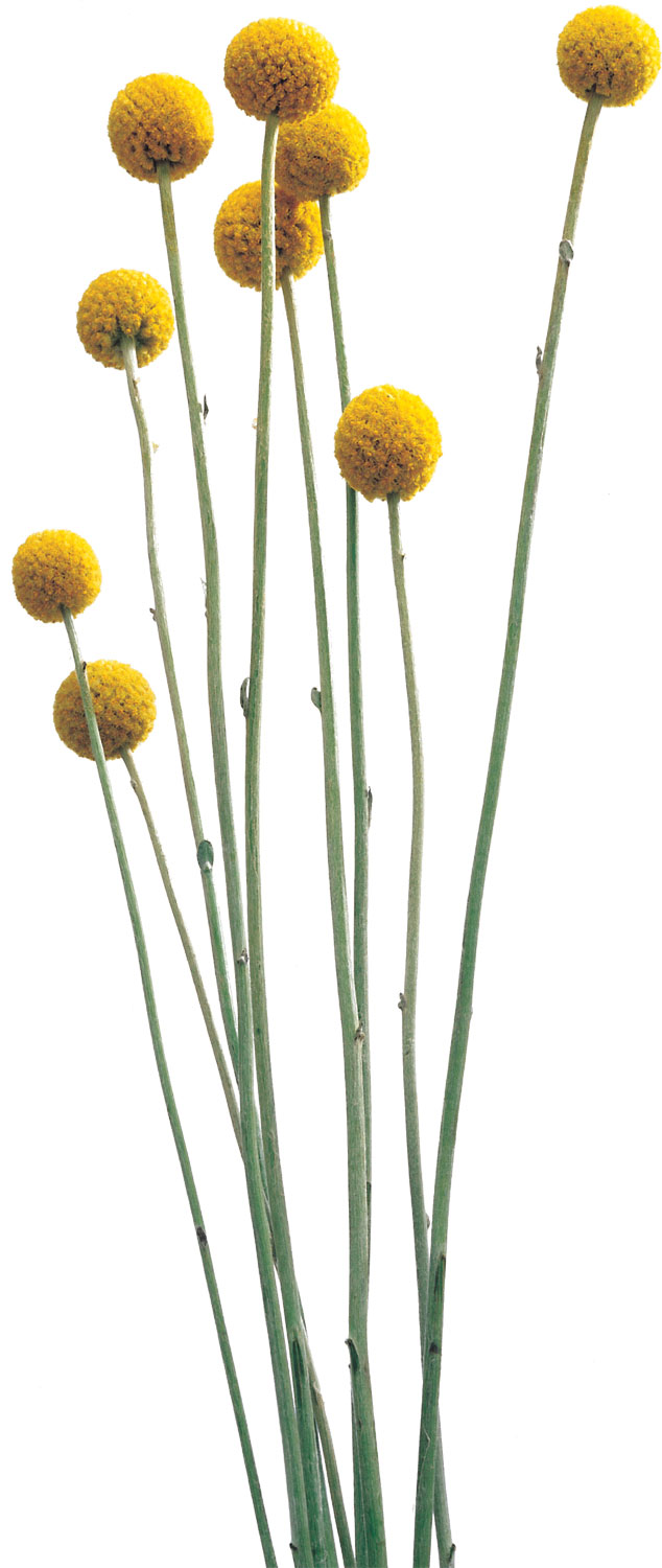 黄色の花の写真 フリー素材 No 421 黄 丸い 茎