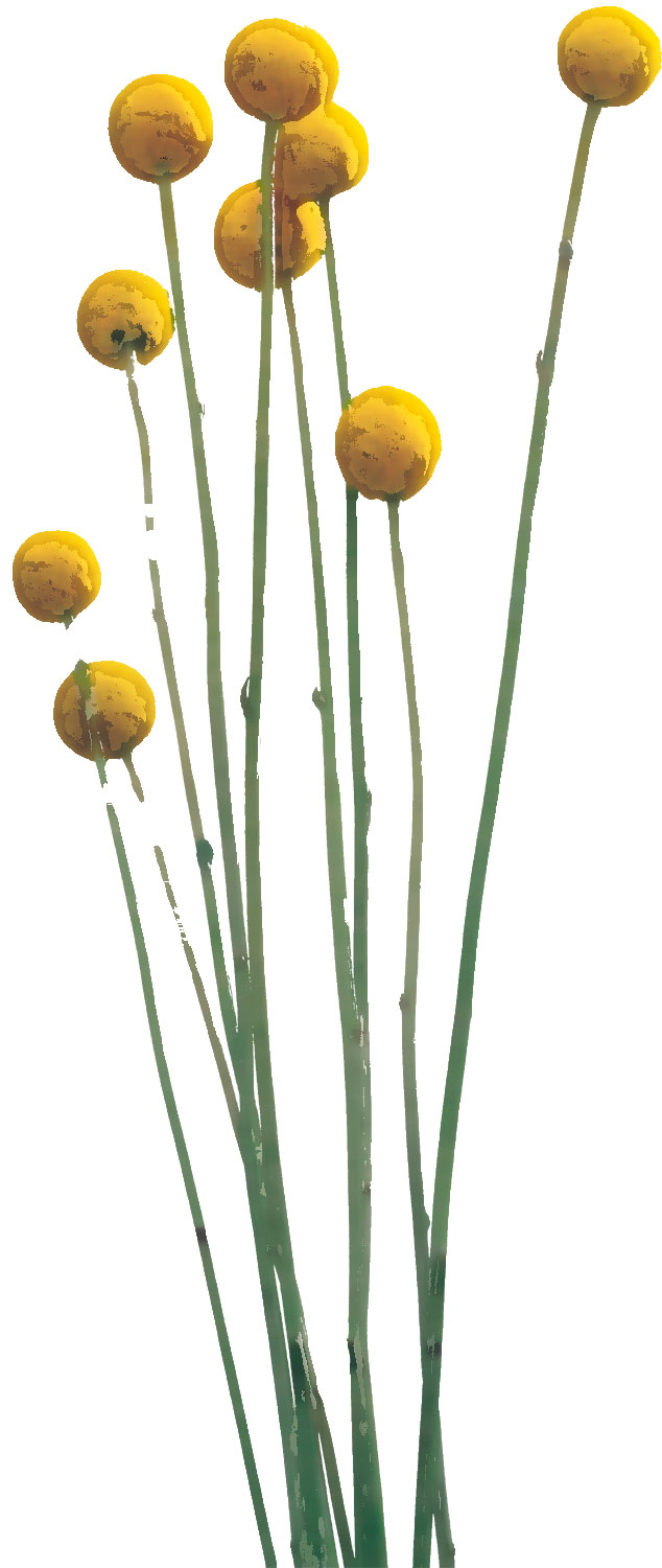 黄色い花のイラスト フリー素材 No 170 黄 丸い 茎