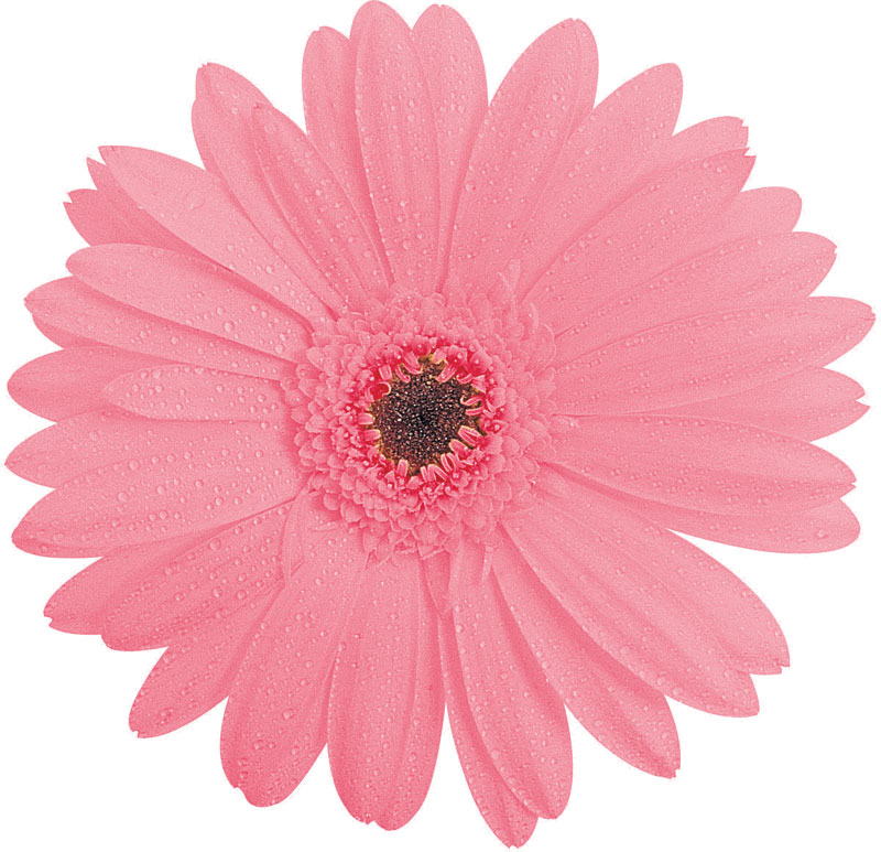 ピンクの花の写真 フリー素材 No 412 ピンク