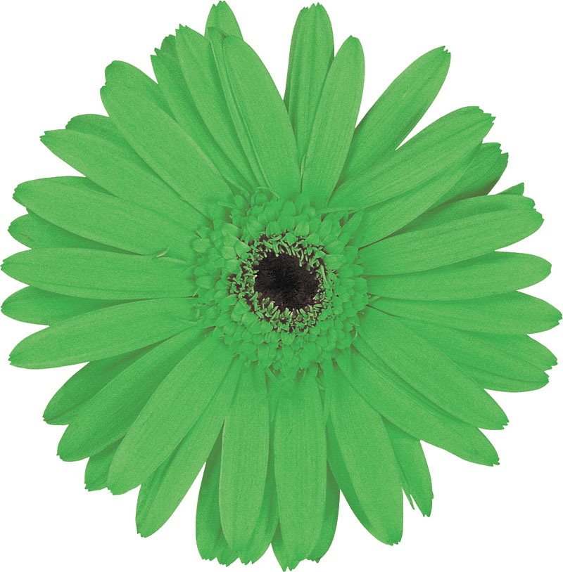 緑色の花の写真 フリー素材 No 2 黄緑