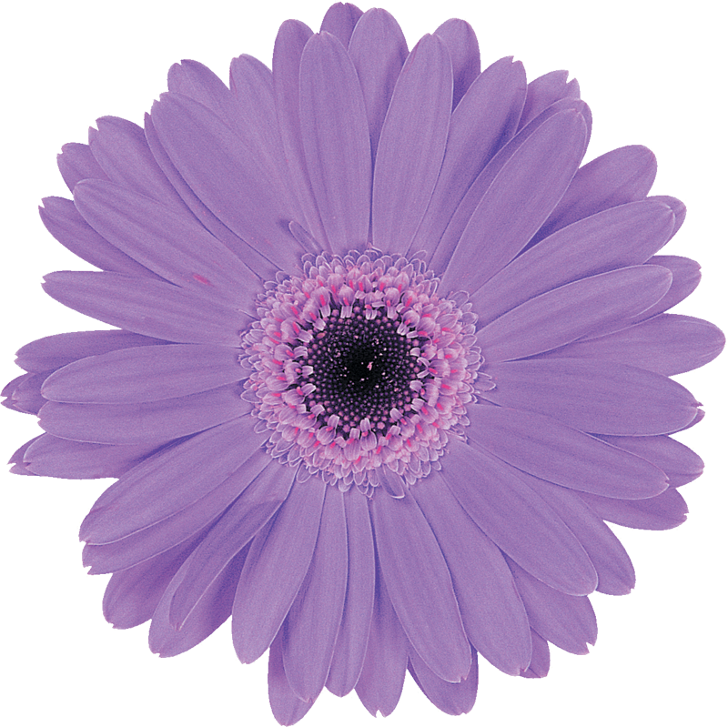 紫色の花の写真 フリー素材 No 541 青紫