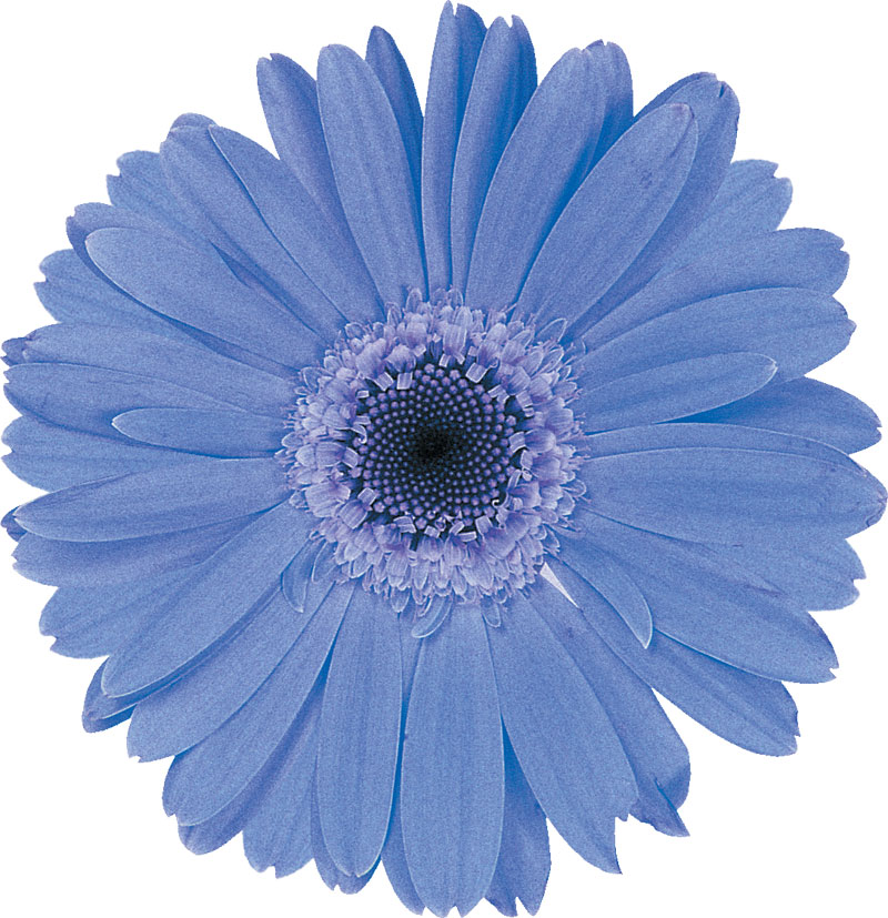 青い花の写真・フリー素材／No.378『青』