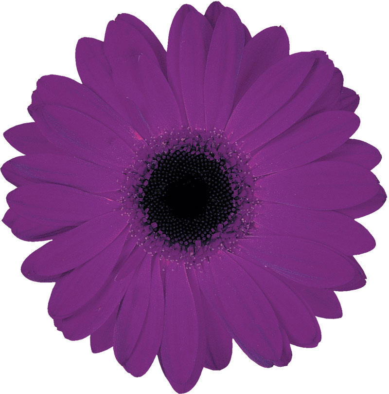 紫色の花の写真 フリー素材 No 545 紫