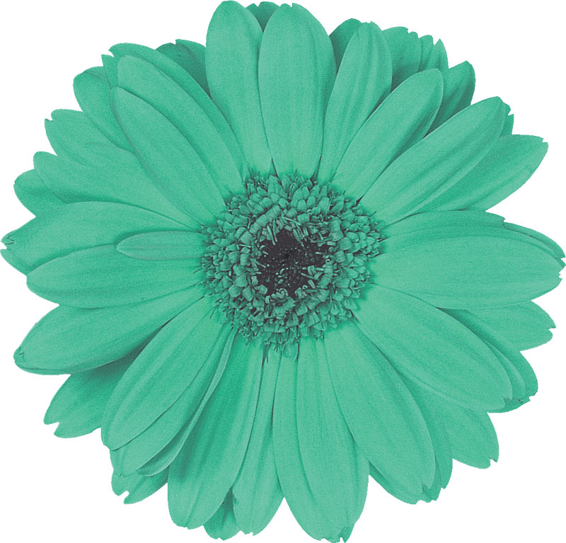 緑色の花の写真 フリー素材 No 6 青緑