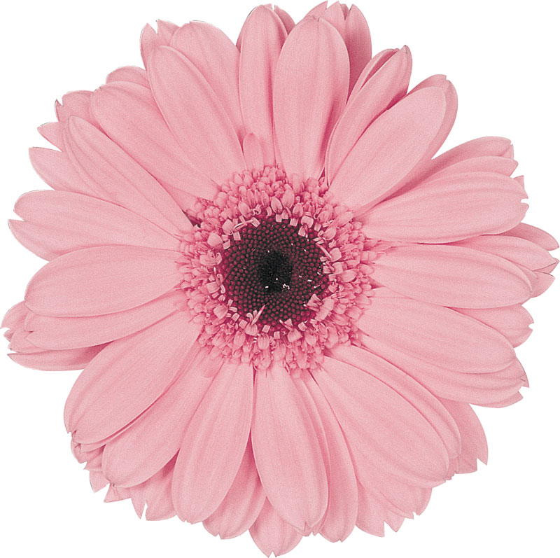 ピンクの花の写真 フリー素材 No 417 ピンク