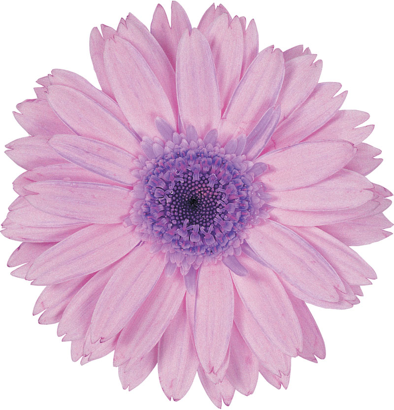 紫色の花の写真 フリー素材 No 546 薄紫