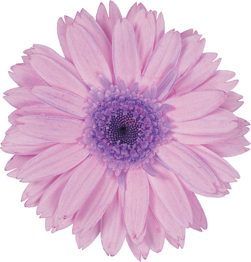 紫色の花の写真 フリー素材 No 546 薄紫