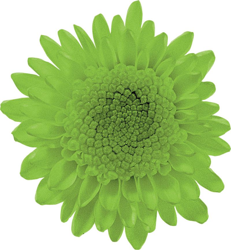 緑色の花の写真 フリー素材 No 211 黄緑