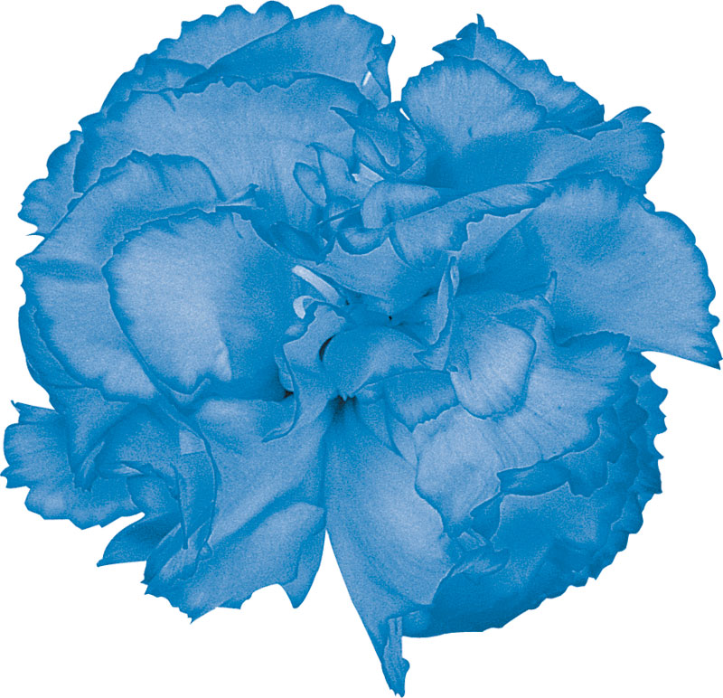 青い花の写真 フリー素材 No 387 青