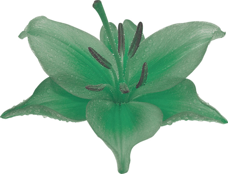 百合 ゆり の花の写真 画像 フリー素材 No 2 緑 ユリ