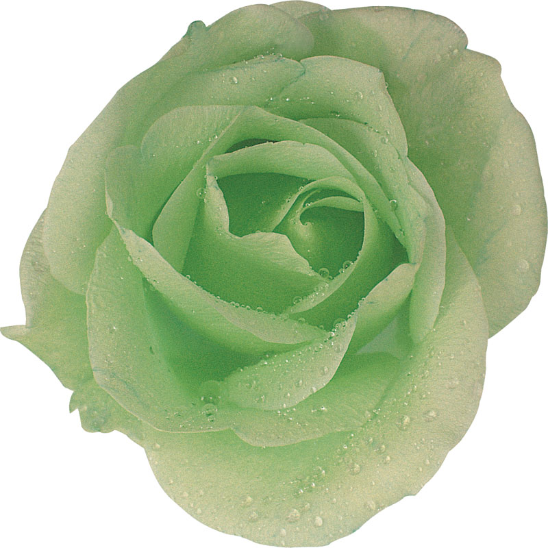 緑色の花の写真 フリー素材 No 223 緑 バラ
