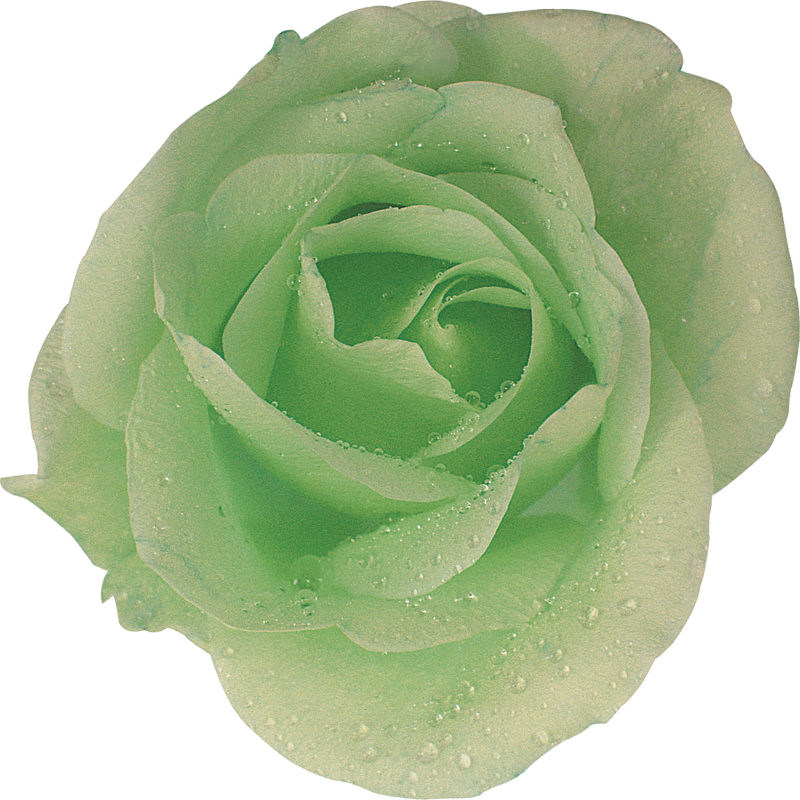 緑色の花の写真 フリー素材 No 223 緑 バラ