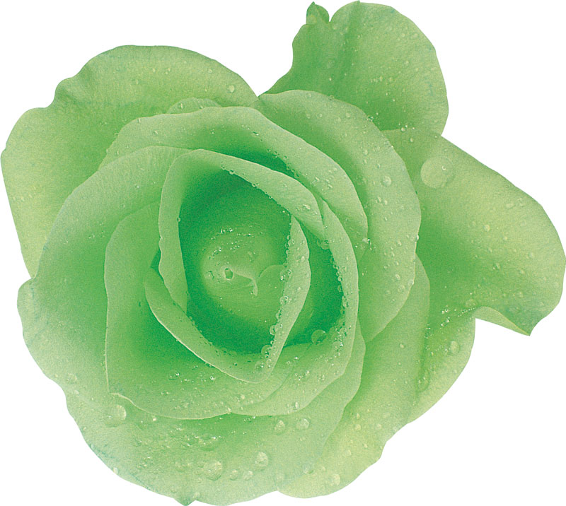 緑色の花の写真 フリー素材 No 224 緑 バラ