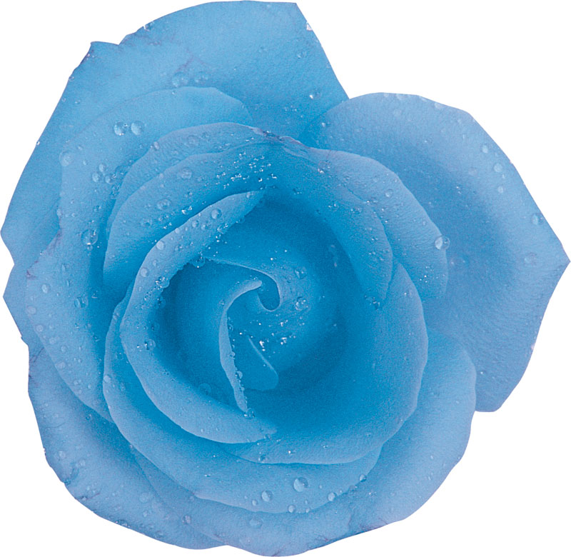 青い花の写真 フリー素材 No 393 青 バラ