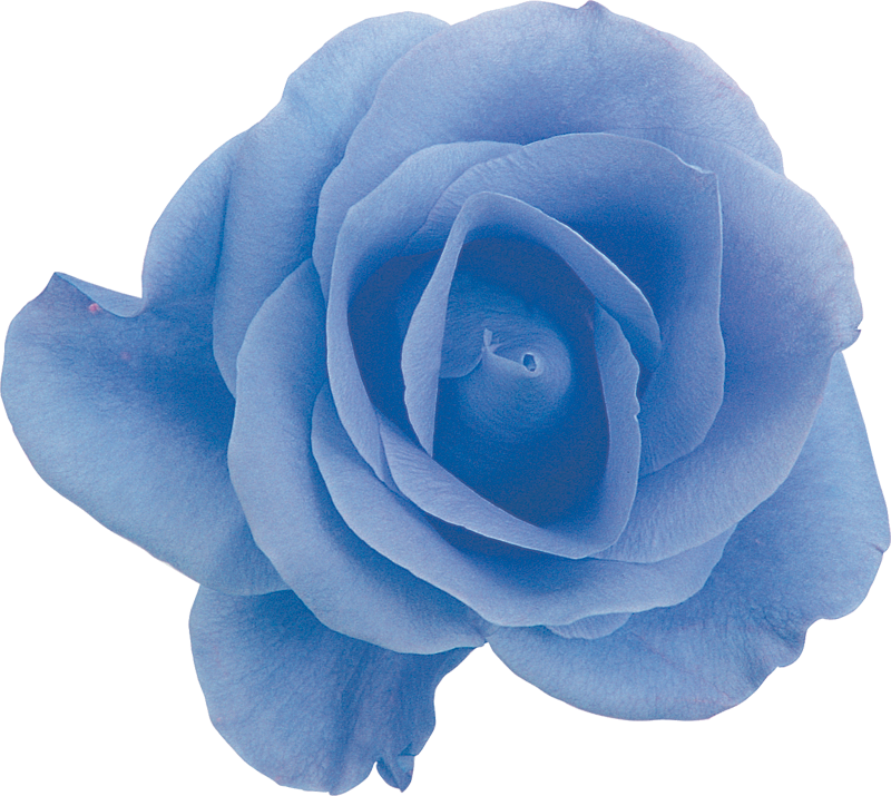 青い花の写真 フリー素材 No 394 青 バラ