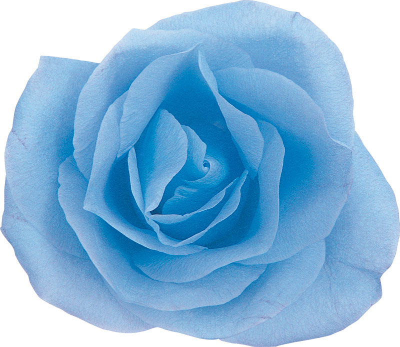 青い花の写真 フリー素材 No 395 青 バラ
