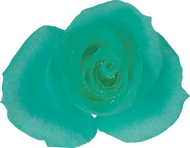 緑色の花の写真 フリー素材 No 227 青緑 バラ