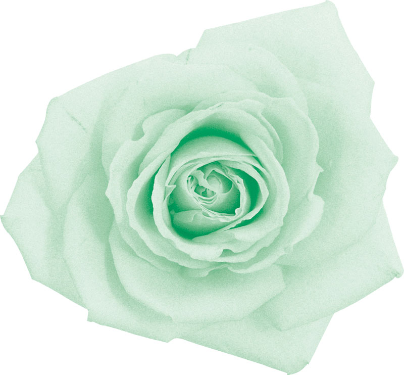 緑色の花の写真 フリー素材 No 228 薄緑 バラ