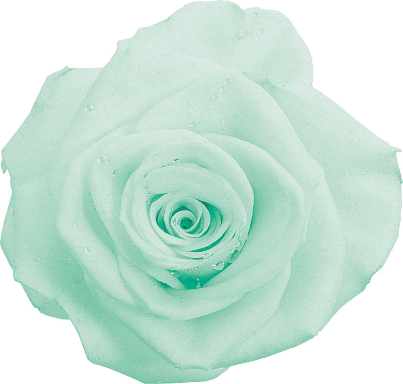 緑色の花の写真 フリー素材 No 230 薄緑 バラ