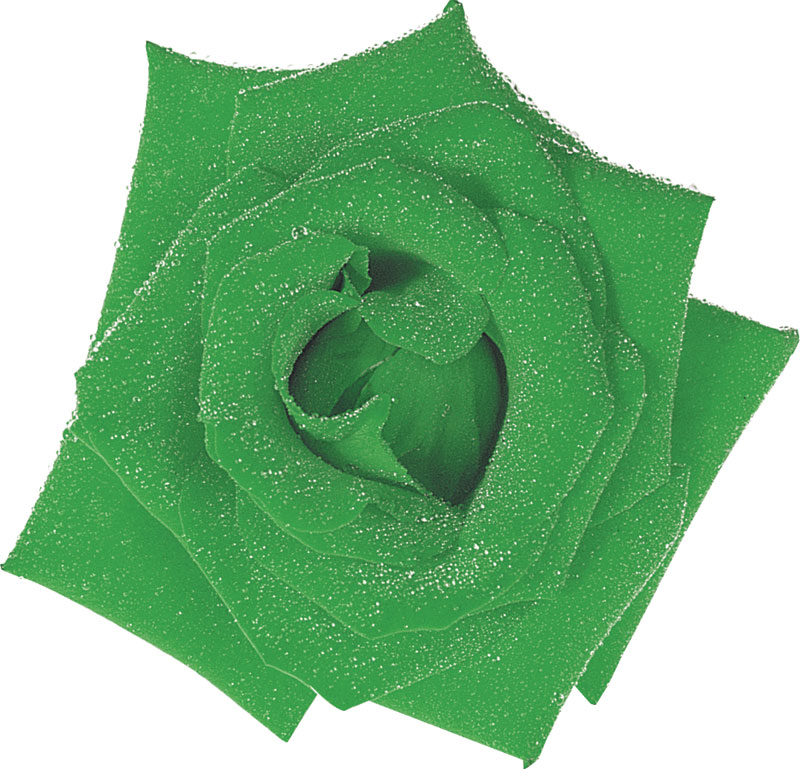 緑色の花の写真 フリー素材 No 232 緑 バラ