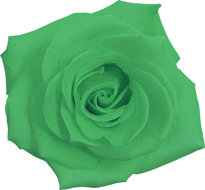 緑色の花の写真 フリー素材 No 233 緑 バラ