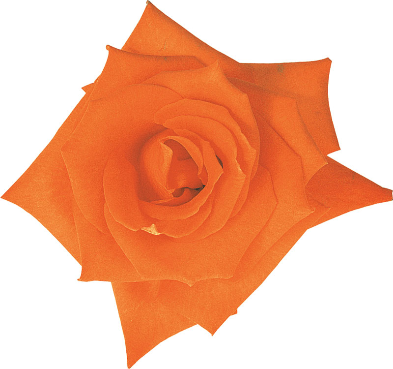 オレンジ色の花の写真 フリー素材 No 277 オレンジ バラ