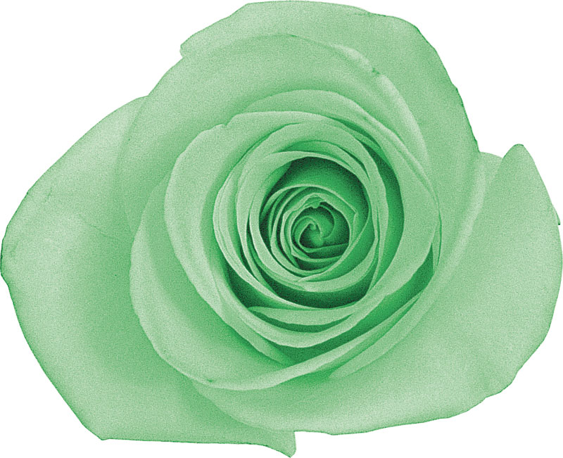 緑色の花の写真 フリー素材 No 235 緑 バラ